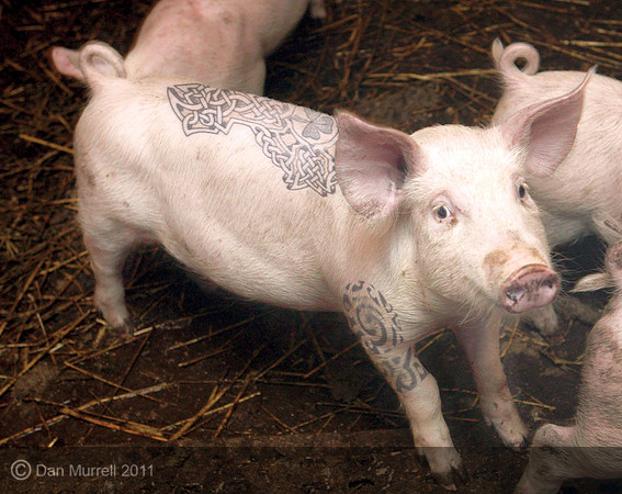 Tattoo pig