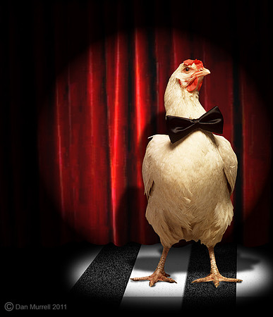 why did the chicken