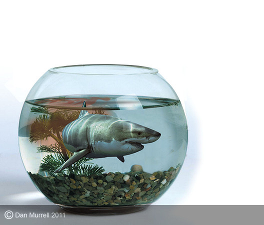 Shark in a bowl